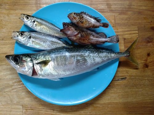 サバの釣果