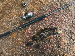 タケノコメバルの釣果