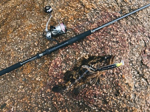 タケノコメバルの釣果