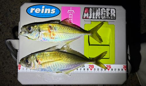 マアジの釣果