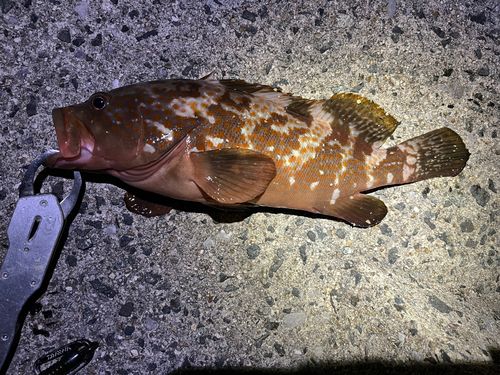 キジハタの釣果