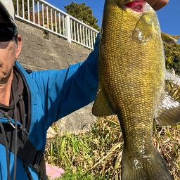 スモールマウスバス