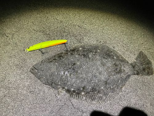 ヒラメの釣果