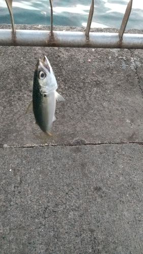 サバの釣果