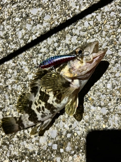 タケノコメバルの釣果