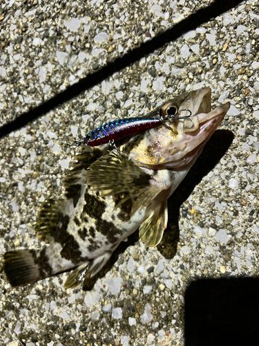 タケノコメバルの釣果