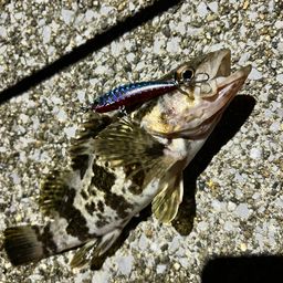 タケノコメバル