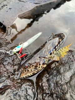 ミナミアカエソの釣果