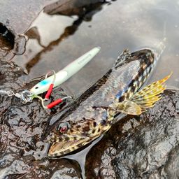 ミナミアカエソ