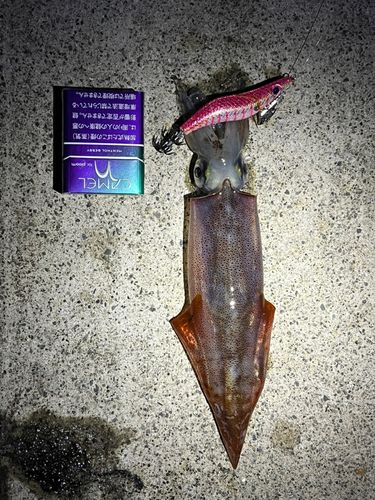 ヤリイカの釣果