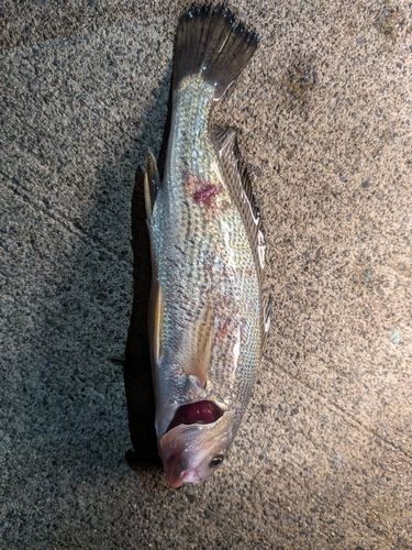 イシモチの釣果