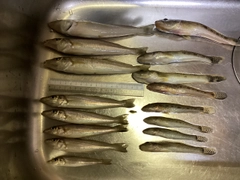 シロギスの釣果