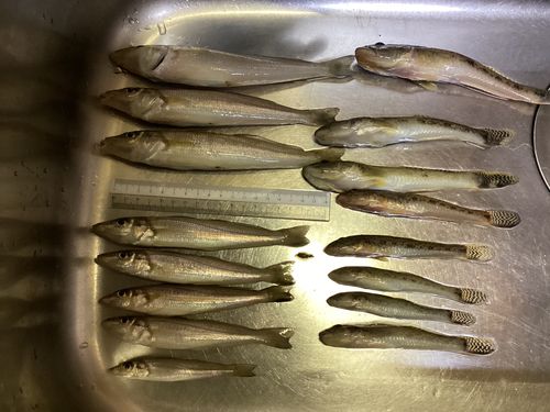 シロギスの釣果