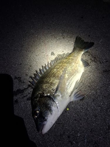 ミナミクロダイの釣果
