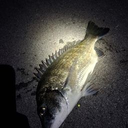 ミナミクロダイ