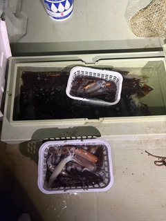 スルメイカの釣果