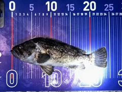 クロソイの釣果