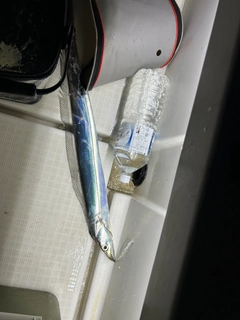 タチウオの釣果