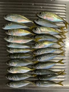 アジの釣果