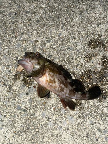 カサゴの釣果