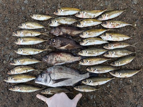 マアジの釣果