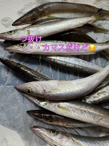 カマスの釣果