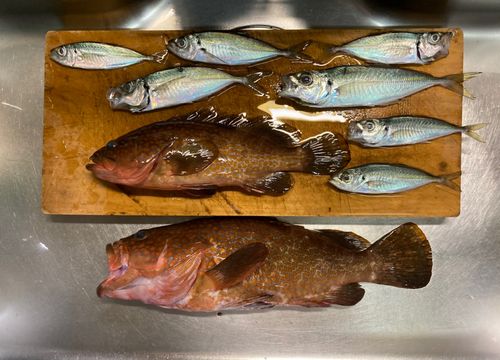 キジハタの釣果