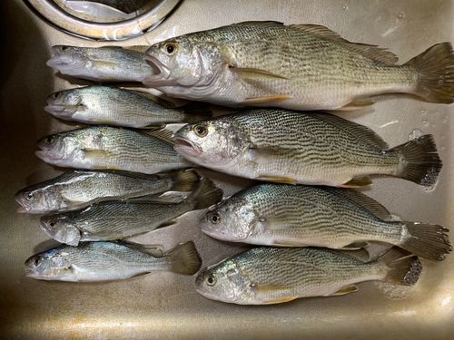 イシモチの釣果