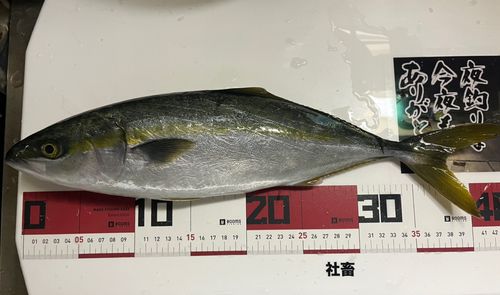 ツバスの釣果