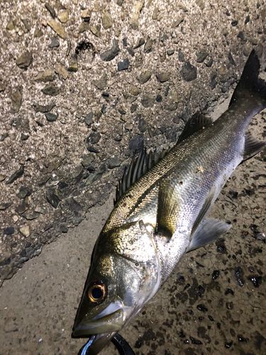 シーバスの釣果
