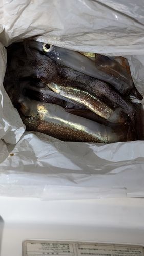 スルメイカの釣果