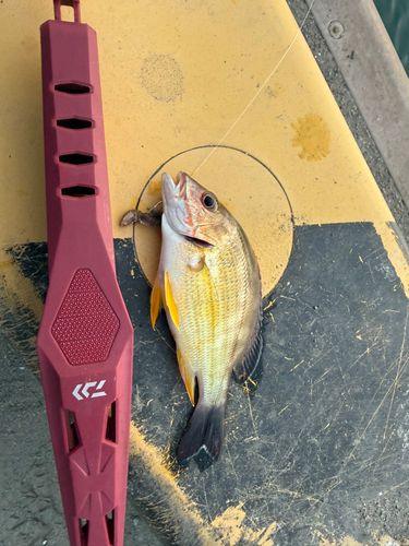 フエダイの釣果