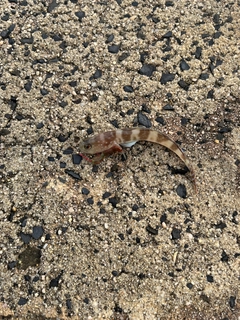 イトヒキハゼの釣果