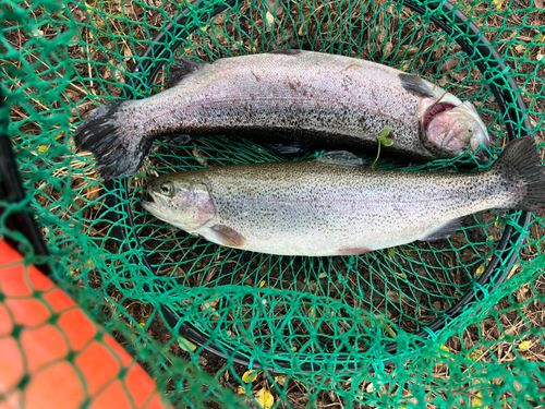 ニジマスの釣果