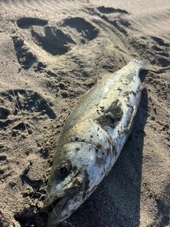 フッコ（マルスズキ）の釣果