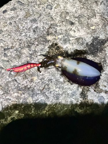 アオリイカの釣果