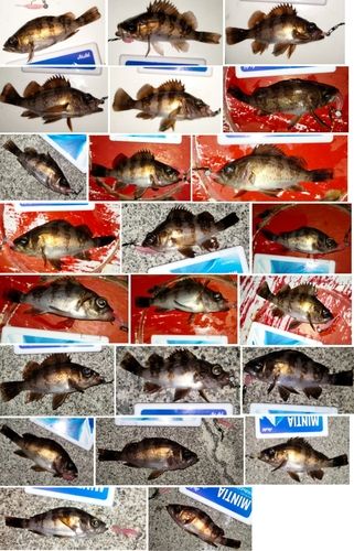 シロメバルの釣果