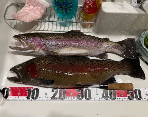 ニジマスの釣果