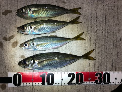 マアジの釣果