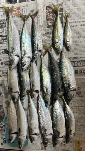 サバの釣果