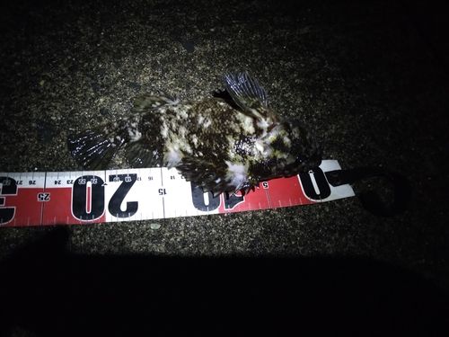 クロソイの釣果