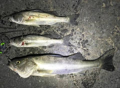 シーバスの釣果
