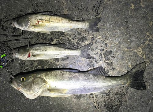 シーバスの釣果