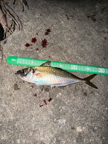 マアジの釣果