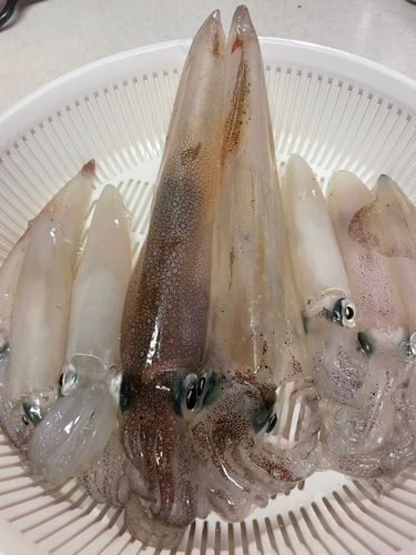 ヤリイカの釣果