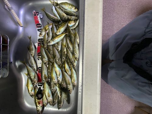 アジの釣果
