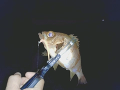 アカメバルの釣果