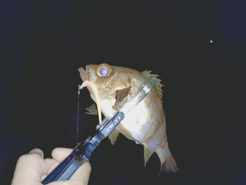 アカメバルの釣果