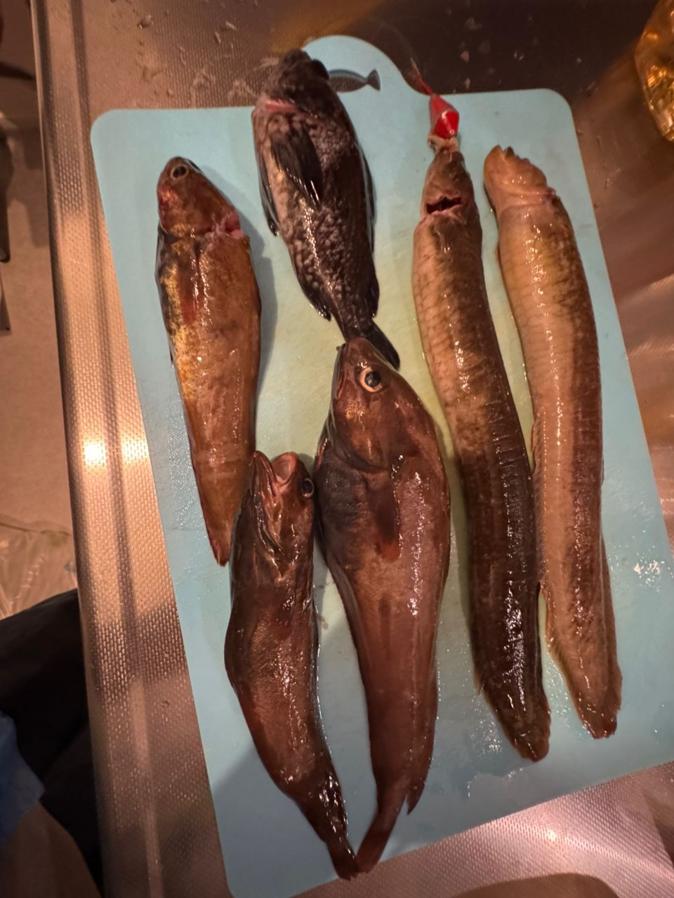 ダイナンギンポ