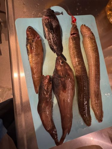 船越湾（岩手）